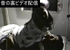 タイトル不明